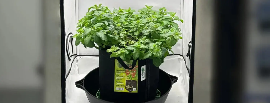 What Is a Good Starting Kit for an Absolute Beginner in Hydroponics?