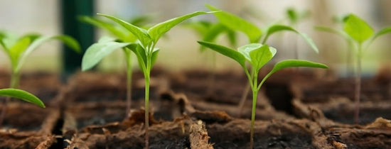 A-Grade Tips - Germination - A-Grade Hydroponics