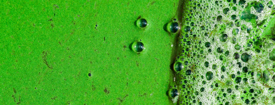 All About Algae - A-Grade Hydroponics