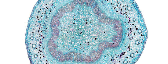 Basic Botany What is a nucleus? - A-Grade Hydroponics