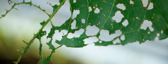 Crop Protection - A-Grade Hydroponics