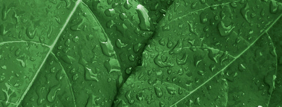 Humidity in your grow room - A-Grade Hydroponics