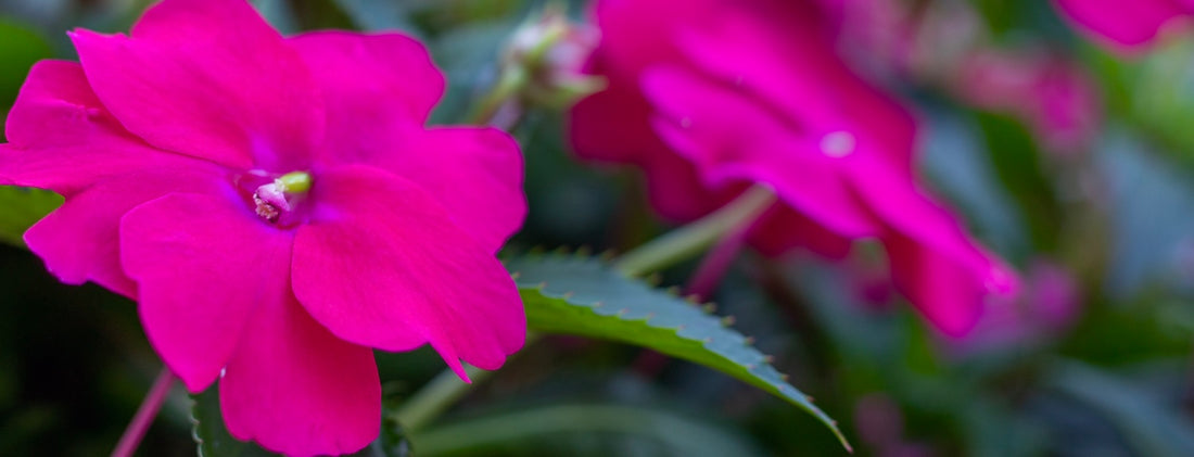 Propagating and Cloning Impatiens