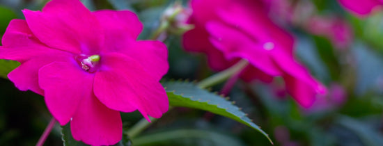 Propagating and Cloning Impatiens