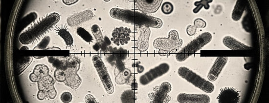 Precision Microbes for Enhanced Crop Productivity