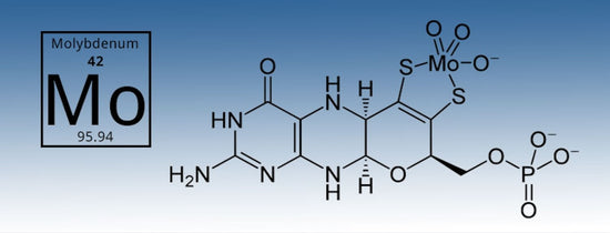 Molybdenum deficiencies and how to fix