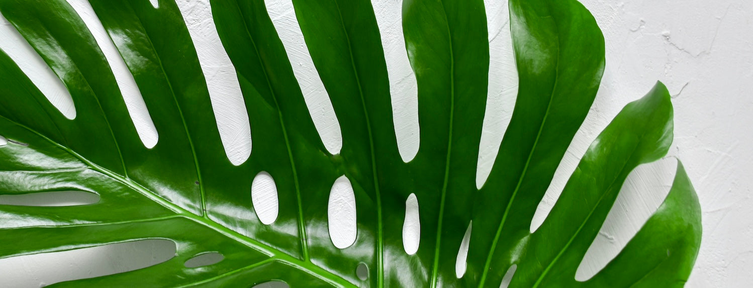 philodendron birkin white measure pflege Philodendron Birkin 