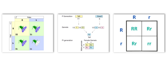 Punnett Squares 101