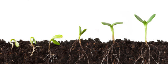 How to Germinate Seeds Quickly - A-Grade Hydroponics