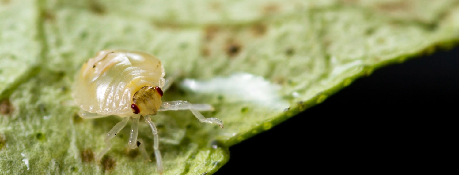 Pests in Hydroponics Spider Mites AGrade Hydroponics