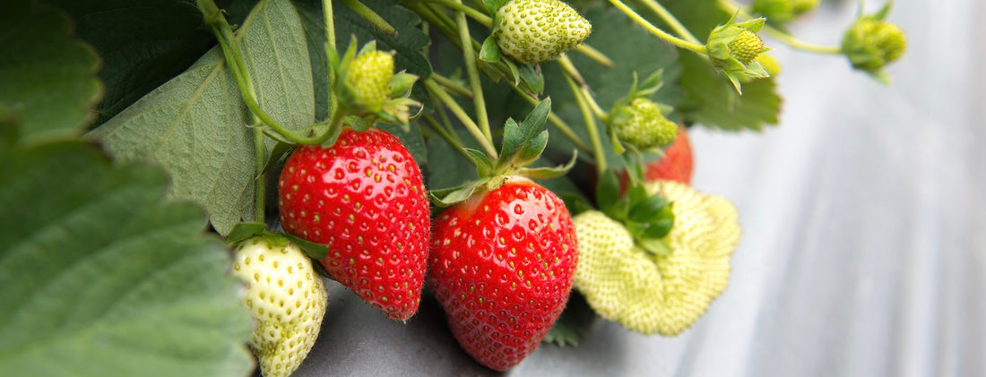 The Benefits of Hydroponic Strawberry Growing - A-Grade Hydroponics