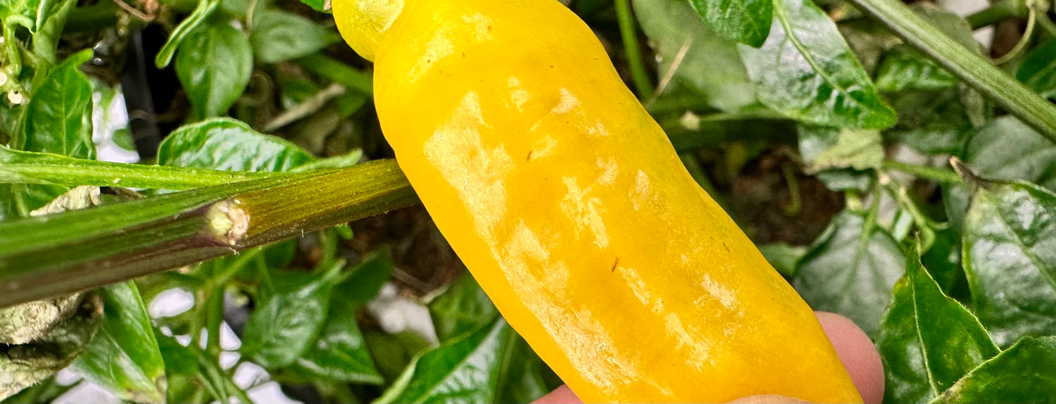 Managing Thrips in Your Grow Room - A-Grade Hydroponics