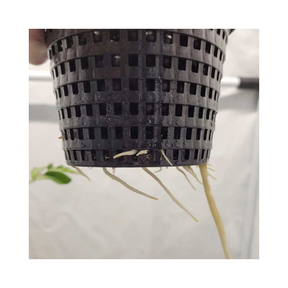 Tetrabase - A-Grade Hydroponics