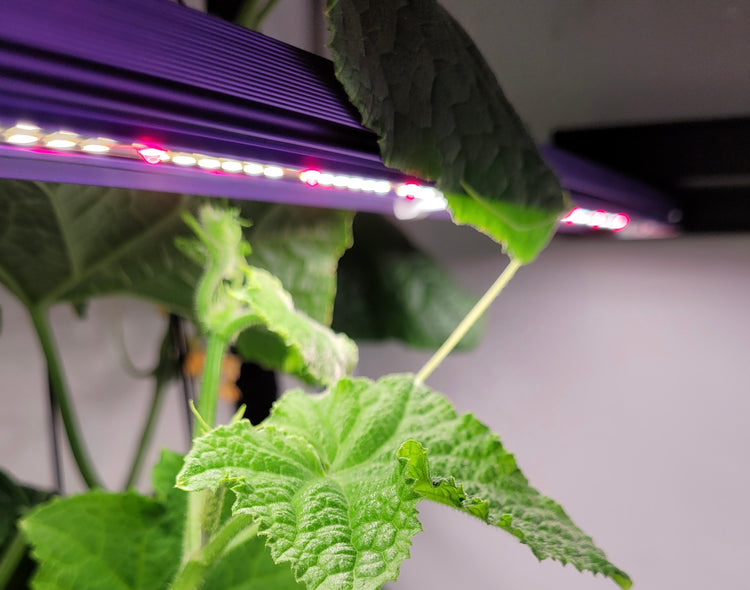 LED Grow Lights & Controllers