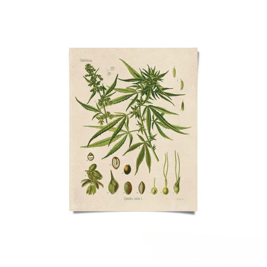 Vintage Botanical Cannabis Print