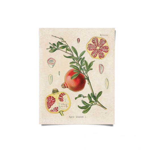 Vintage Botanical Pomegranate Print