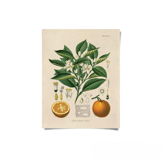 Vintage Botanical Citrus Orange Print