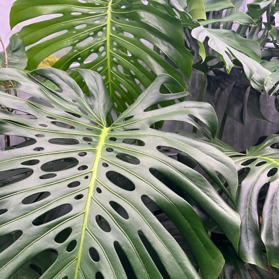 Monstera deliciosa close-up grown with Growth Technology Foliage Focus