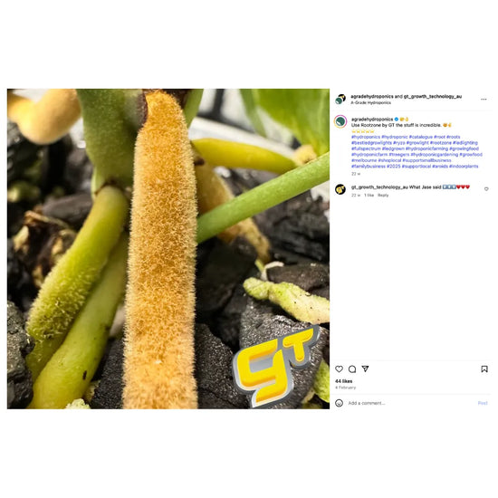 Close-up of healthy plant roots enhanced with Growth Technology Rootzone organic root biostimulant for hydroponic growing systems