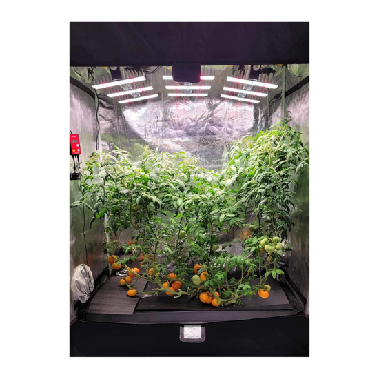 HOMEbox HL80L Hobby Grow Room