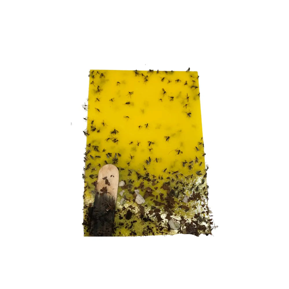 Yellow sticky insect glue trap with trapped fungus gnats and flying insects for natural indoor plant and garden pest control.