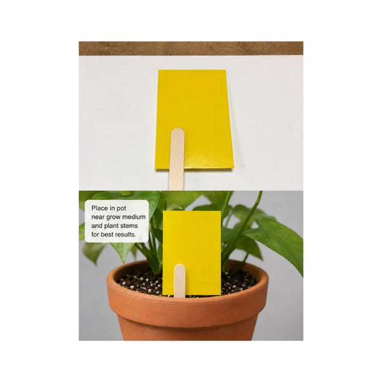 Yellow double-sided sticky trap with wooden stick placed in a plant pot for chemical-free control of flying insects and plant pests.