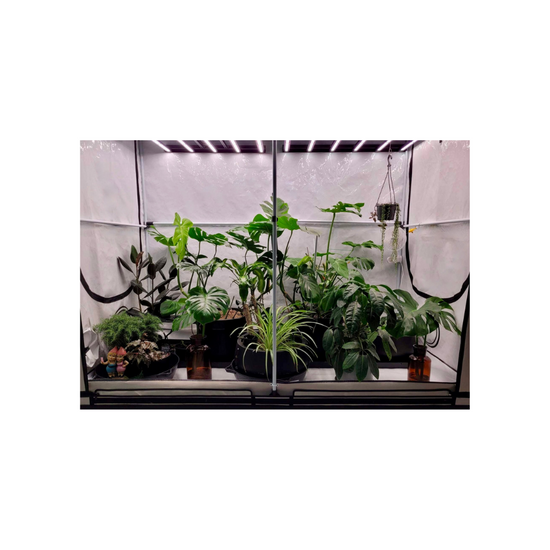 HOMEbox Ambient R240 Plus Medium Grow Room - A-Grade Hydroponics