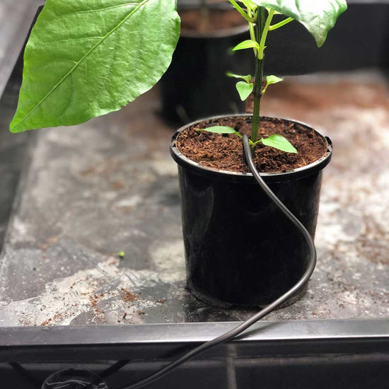 CULTIV8 Heat Mat Thermostat - A-Grade Hydroponics