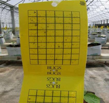 Sticky Trap - A-Grade Hydroponics