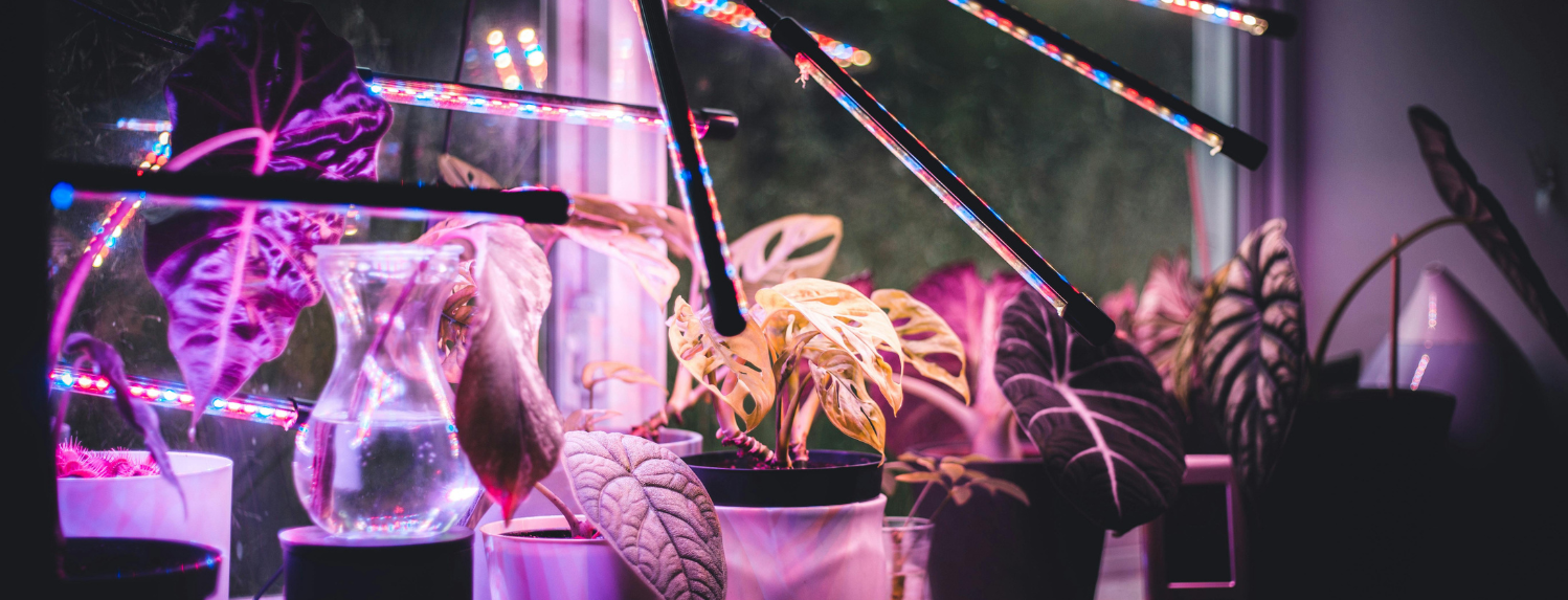 Should You Turn Your Grow Lights Off At Night?
