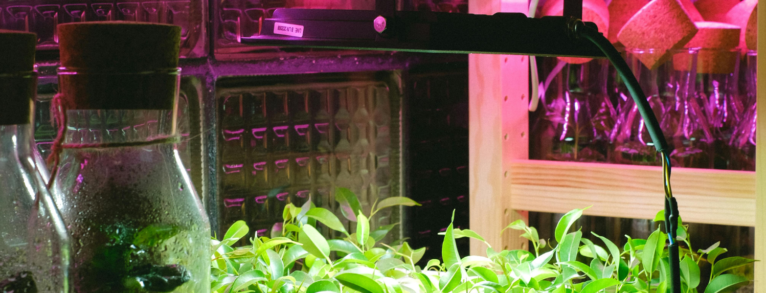 What Is The Best Led Light To Grow With?