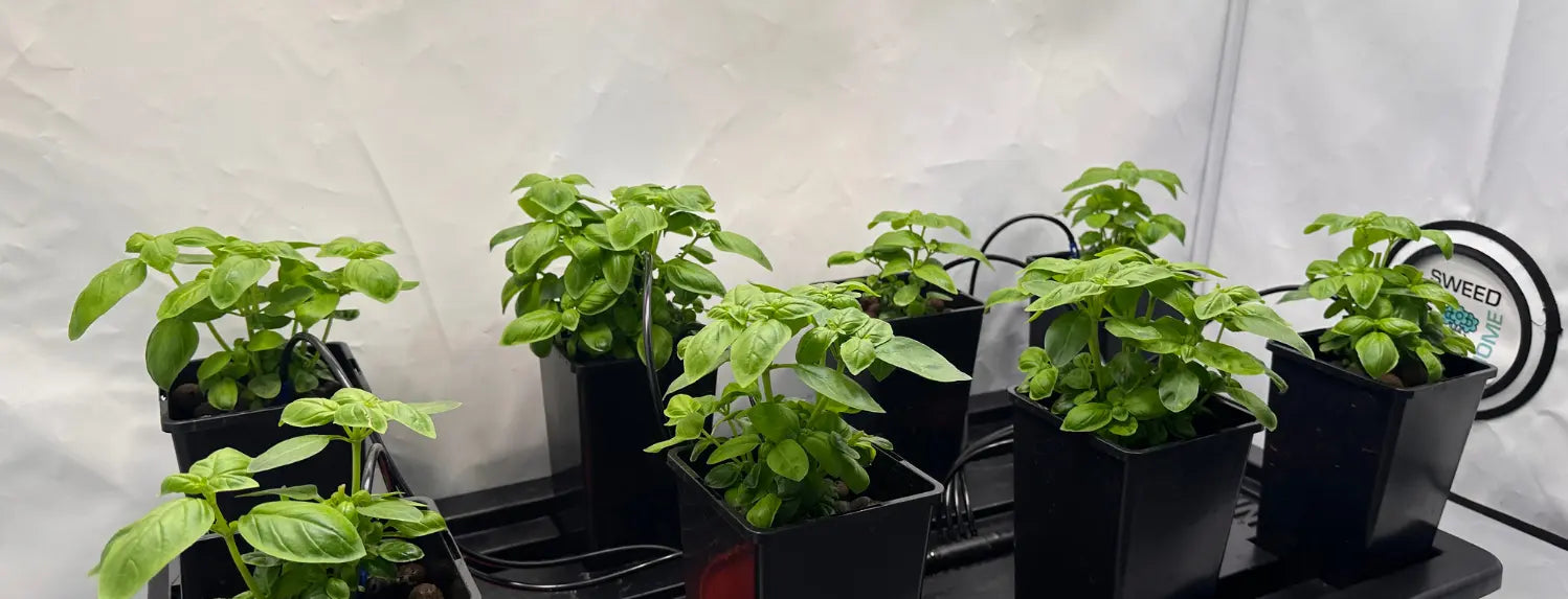 Rows of healthy basil plants growing in a hydroponic system with individual pots and irrigation tubing