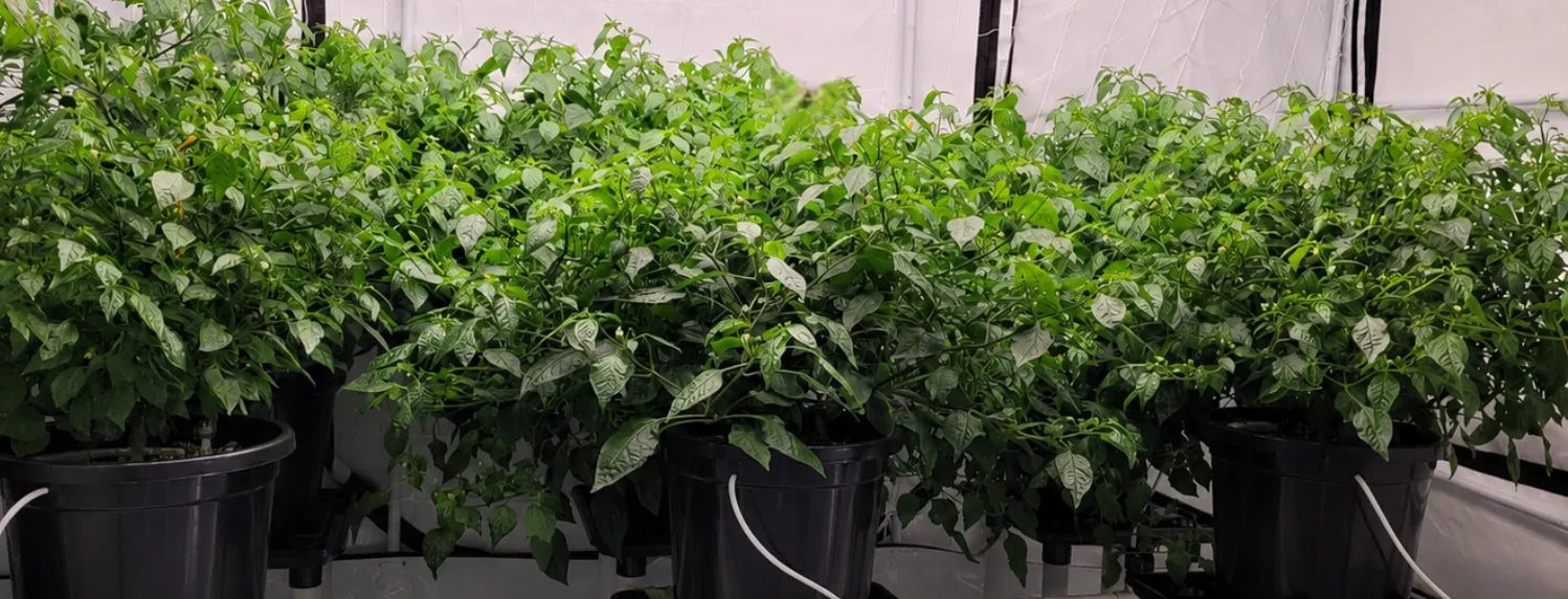 Indoor hydroponic chilli plants growing in black buckets under LED lights with lush green foliage for premium hydroponic yields and healthy plant growth.