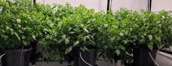 Indoor hydroponic chilli plants growing in black buckets under LED lights with lush green foliage for premium hydroponic yields and healthy plant growth.