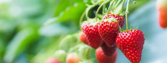 Close-up of ripe red strawberries growing on a vine in a hydroponic setup, with green leaves in the background.