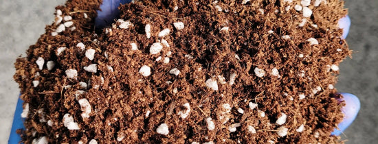 Gloved hands holding a mix of buffered coco coir and perlite, showing the fibrous texture and white perlite granules used in hydroponic growing media