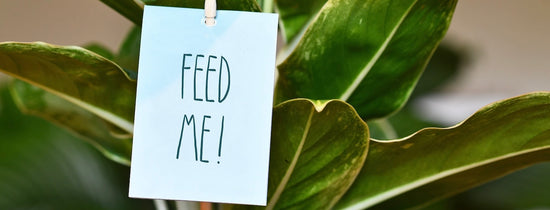 How much do I need to feed my plants?