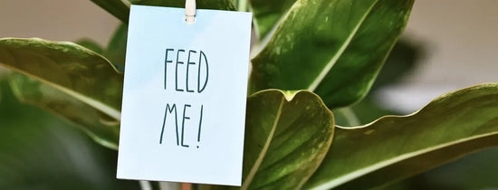 Close-up of healthy green plant leaves with “Feed Me!” tag, illustrating hydroponic plant feeding, nutrient solution and fertiliser schedule for indoor growing systems.