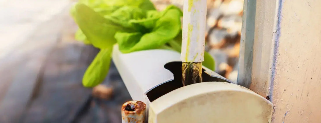 How Often Should I Change Out the Water in a Hydroponics System?