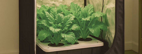 Small indoor hydroponic grow tent with leafy greens growing under an LED light.