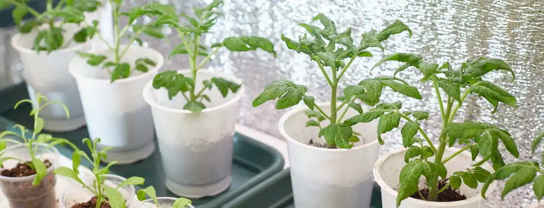 The Best Hydroponic Kits for Beginners: What To Look For