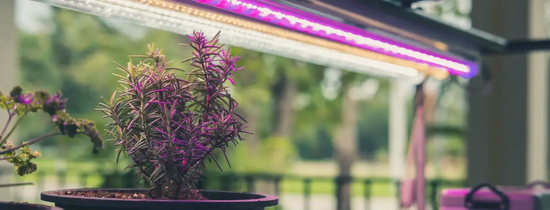 Using Regular Lamps vs. Grow Lights for Indoor Plants: What You Need To Know
