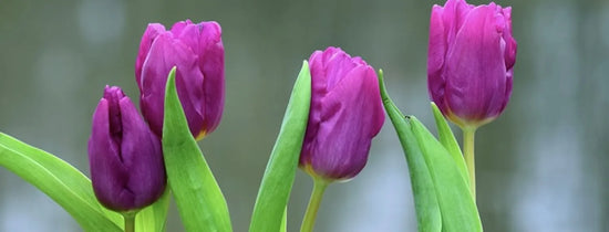 Purple tulip flowers in bloom, indoor gardening and plant growth inspiration