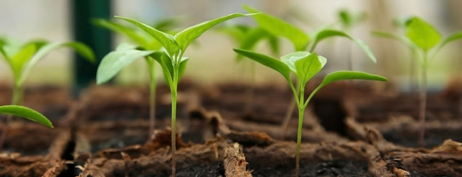 A-Grade Tips - Germination - A-Grade Hydroponics