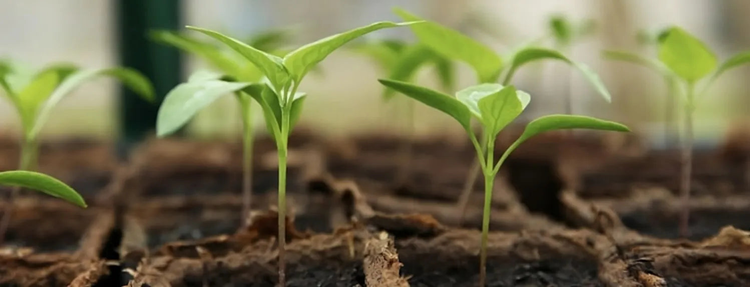 Newly germinated seedlings in propagation cubes, close-up view for A-Grade Hydroponics seed germination guide