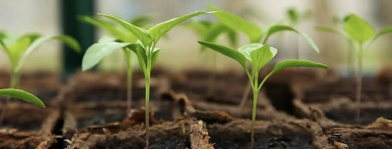 Newly germinated seedlings in propagation cubes, close-up view for A-Grade Hydroponics seed germination guide