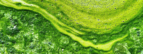 Algae, how bad is it really?
