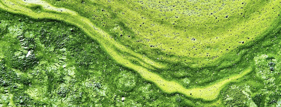 Abstract close-up of green algae bloom with swirling foam patterns and textured water surface, natural aquatic growth background