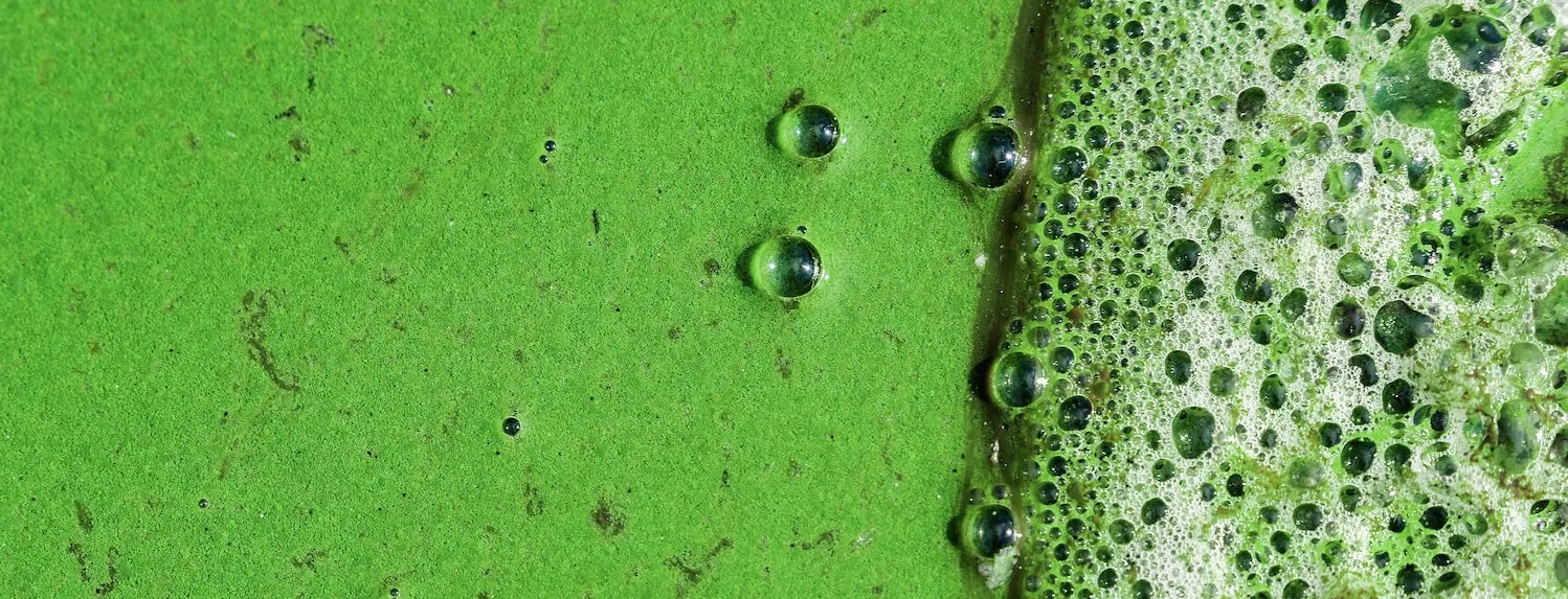 Close-up of green algae with bubbles and foam texture on water surface, natural biofilm detail