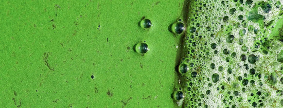Close-up of green algae with bubbles and foam texture on water surface, natural biofilm detail